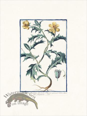 Bonelli 365 pricklypoppy